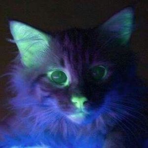 Meet your Posher, Ley